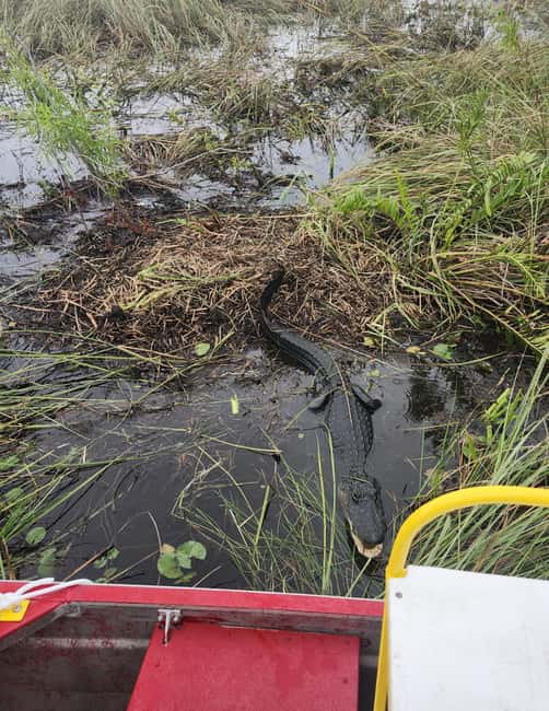 Miami: Everglades Airboat Eco Tour w/ Luxury Transportation - The Miccosukee stop and the question of authenticity