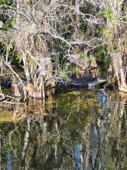 Miami: Everglades Airboat Eco Tour w/ Luxury Transportation - Is $118 a good value?