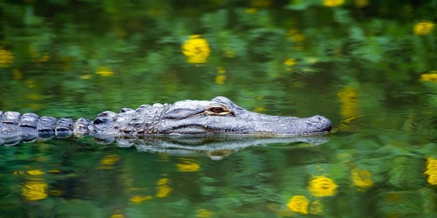Miami Premium Everglades Driving Tour with Airboat Ride - The small van group is the real premium feature