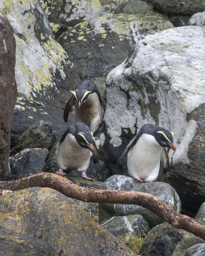 Milford Sound: Premium Small Group Cruise with Canape Lunch - Booking, cancellation, and practical timing