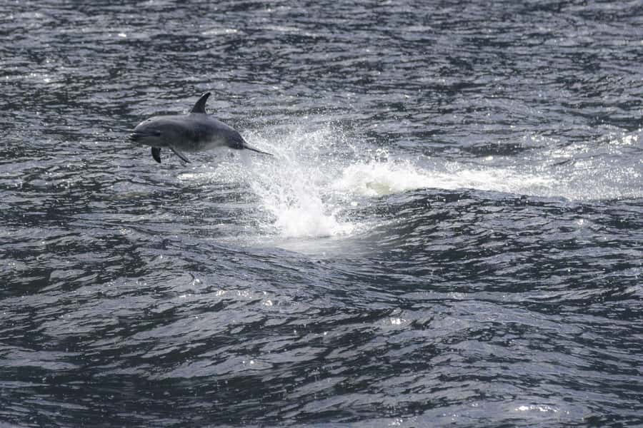 Milford Sound: Premium Small Group Cruise with Canape Lunch - Champagne, canapes, and the first minutes onboard