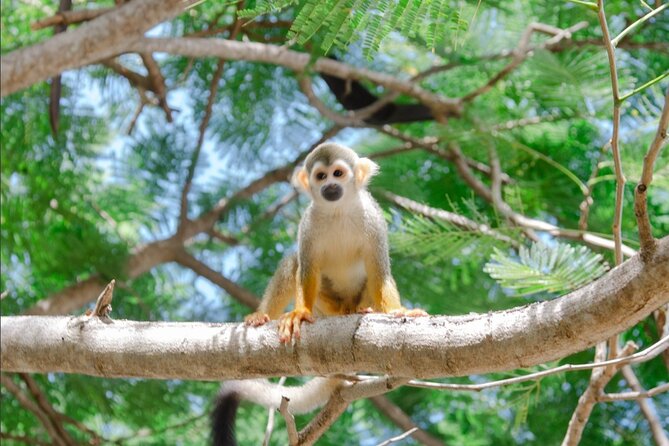 Monkey House VIP Experience with 4 species of monkeys, Punta Cana - Four monkey species, four different encounters