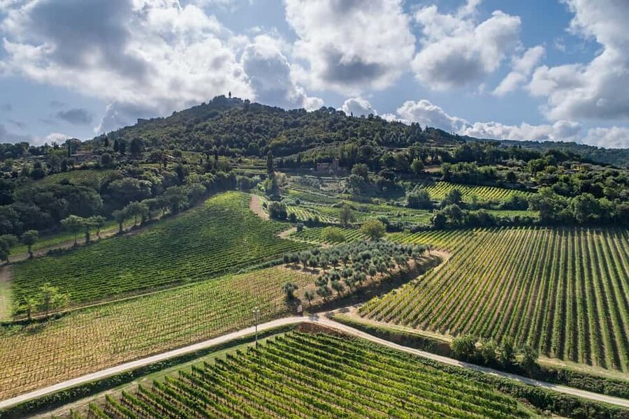 Montalcino: Premium Wine Tasting with light-lunch and Tour - What the vineyard and cellar visit are like