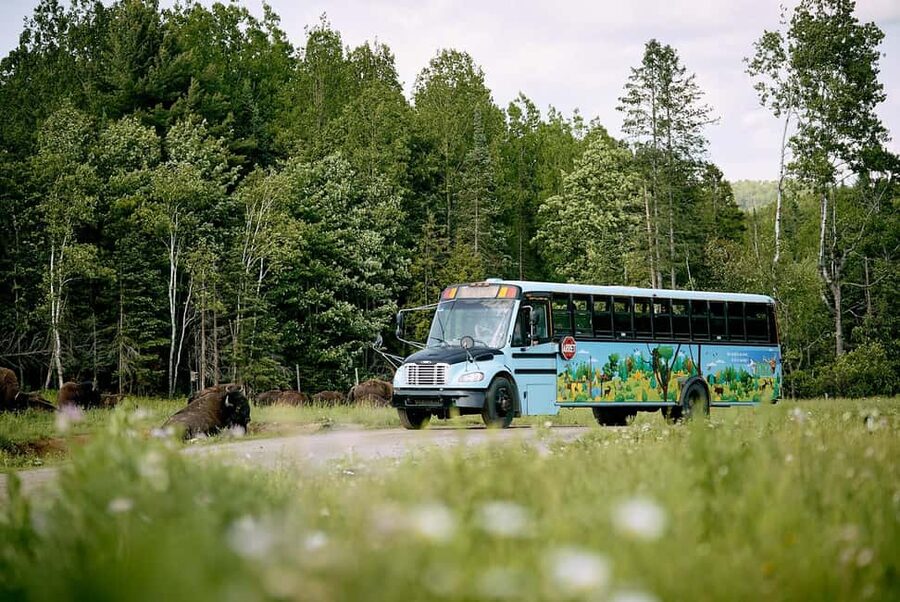 Montebello, QC: Morning VIP Tour at Parc Oméga - Why the early morning departure matters at Parc Oméga