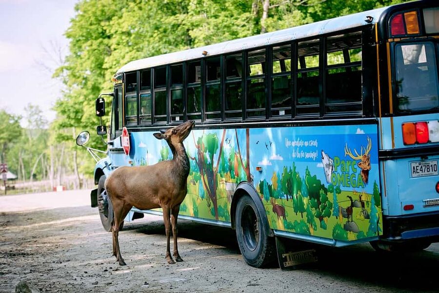 Montebello, QC: Morning VIP Tour at Parc Oméga - Feeding stops with elk, bison, bears, and foxes