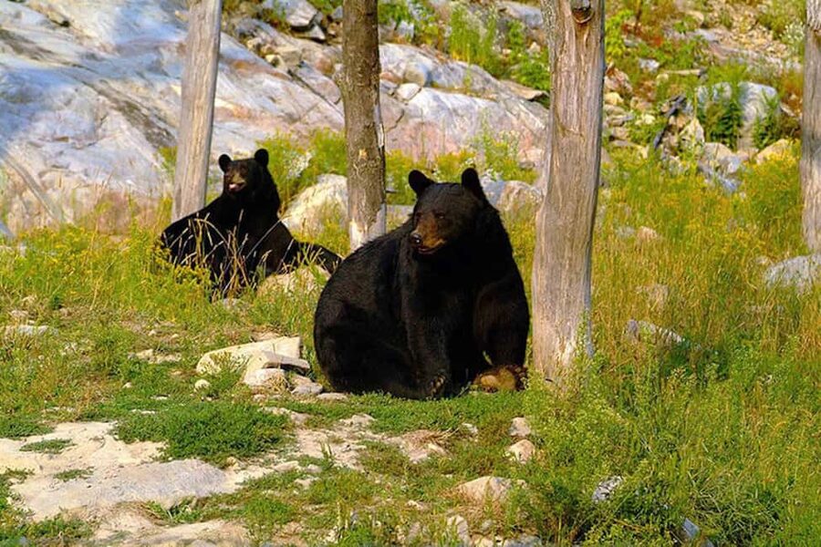 Montebello, QC: Morning VIP Tour at Parc Oméga - Booking and arrival details that matter