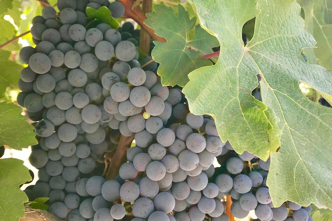 Napa and Sonoma Private Wine Tasting Tour and Luxury Car Service - Napa Valley visits, vineyards, and barrel rooms