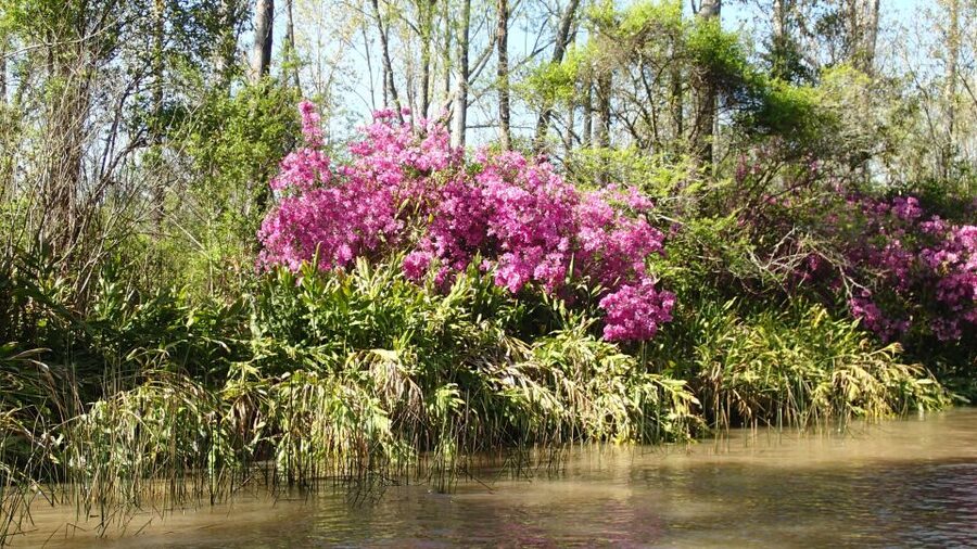 Navigation in Delta of Tigre - Exclusive semi private tour - A peaceful alternative to a crowded river cruise