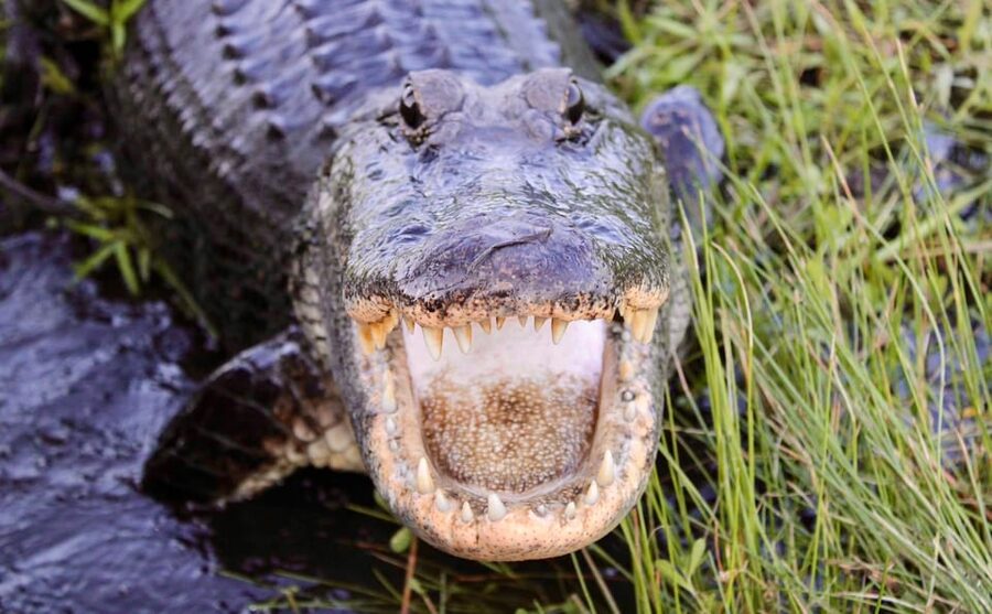 New Orleans: 6 Passenger Premium Airboat Swamp Tour - Leaving New Orleans for private swamp country