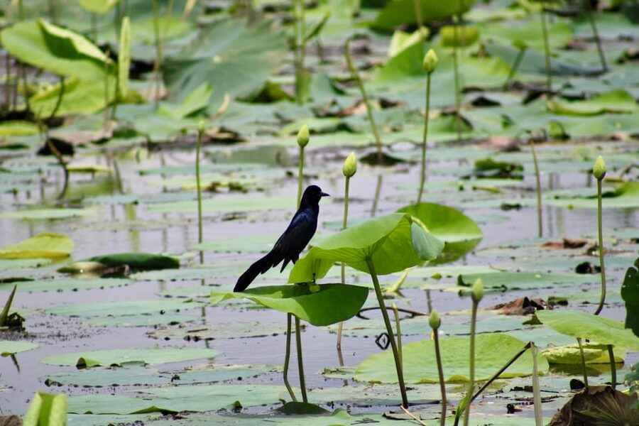 New Orleans: 6 Passenger Premium Airboat Swamp Tour - A guide-led look at bayou life