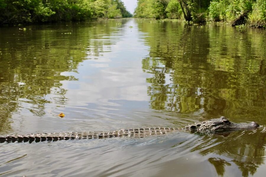 New Orleans: 6 Passenger Premium Airboat Swamp Tour - Who will enjoy this ride most