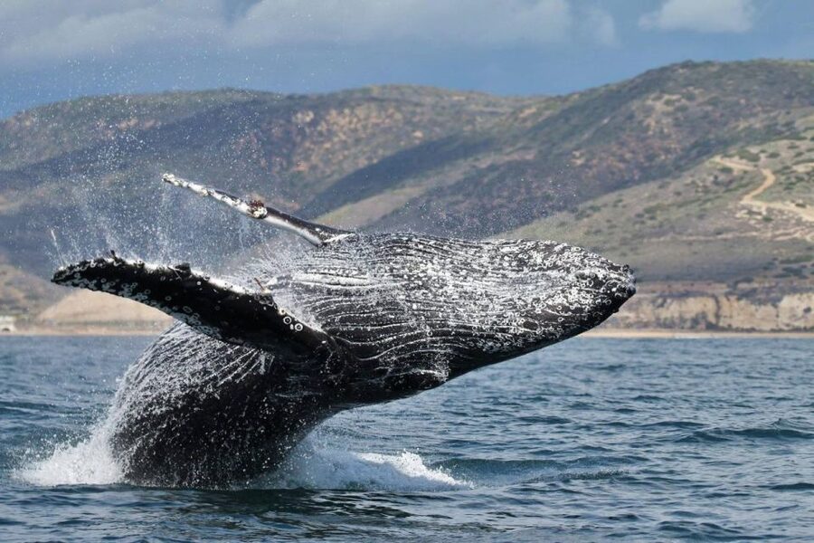 Newport Beach: Luxury Whale Watching Catamaran Cruise - Key points to know before you go