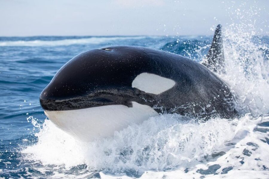Newport Beach: Luxury Whale Watching Catamaran Cruise - What you might see on the water