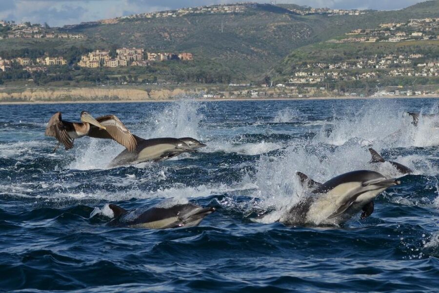 Newport Beach: Luxury Whale Watching Catamaran Cruise - Is $58 a fair price?