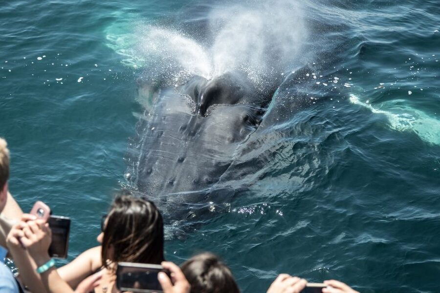 Newport Beach: Luxury Whale Watching Catamaran Cruise - A catamaran built for moving wildlife