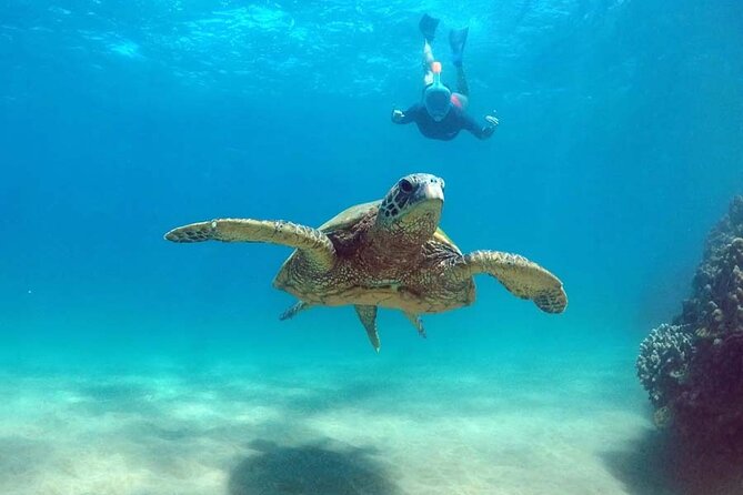 Oahu 5-in-1 Deluxe Cruise: Turtle Snorkeling & Ocean Activities - The slide, trampoline, kayaks, and paddleboards