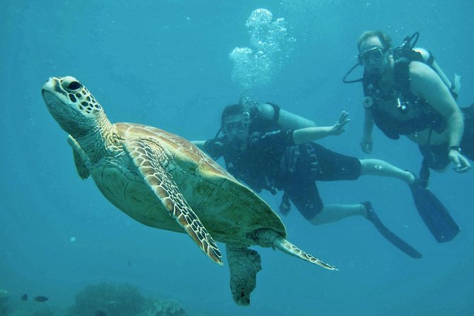 Ocean Freedom Great Barrier Reef Luxury Snorkel and Dive Cruise - Food, comfort, and the boat itself
