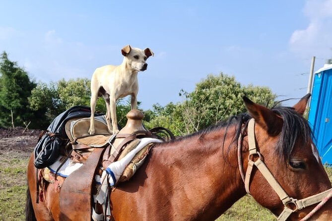 Pacaya Volcano Luxury Sunset Horseback Riding Tour/ Dinner Cooked by-Lava Chef - The lava chef and the hot-rock dinner