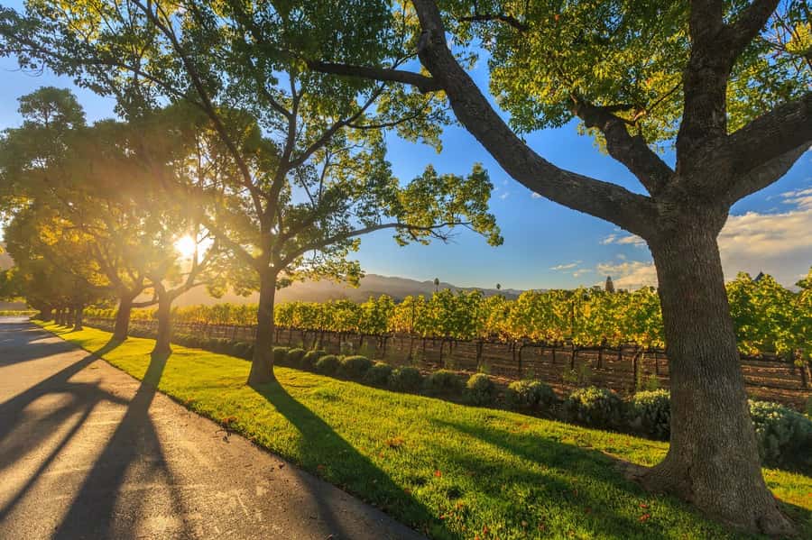 Perth VIP Swan Valley Wine Tour - Premium Small Group Tour - A quick ride from Perth to the Swan Valley