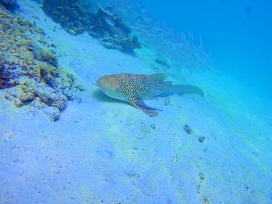 Phi Phi & Bamboo Islands: Premium Day Trip w/ Seaview Lunch - Why this Phi Phi day trip works