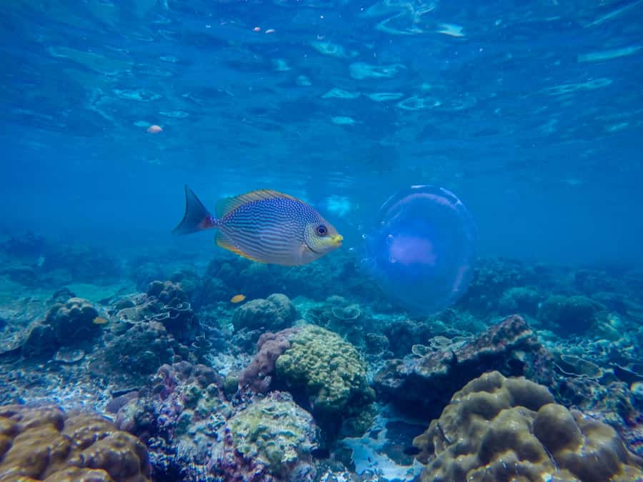 Phi Phi & Bamboo Islands: Premium Day Trip w/ Seaview Lunch - Monkey Beach is a quick wildlife stop
