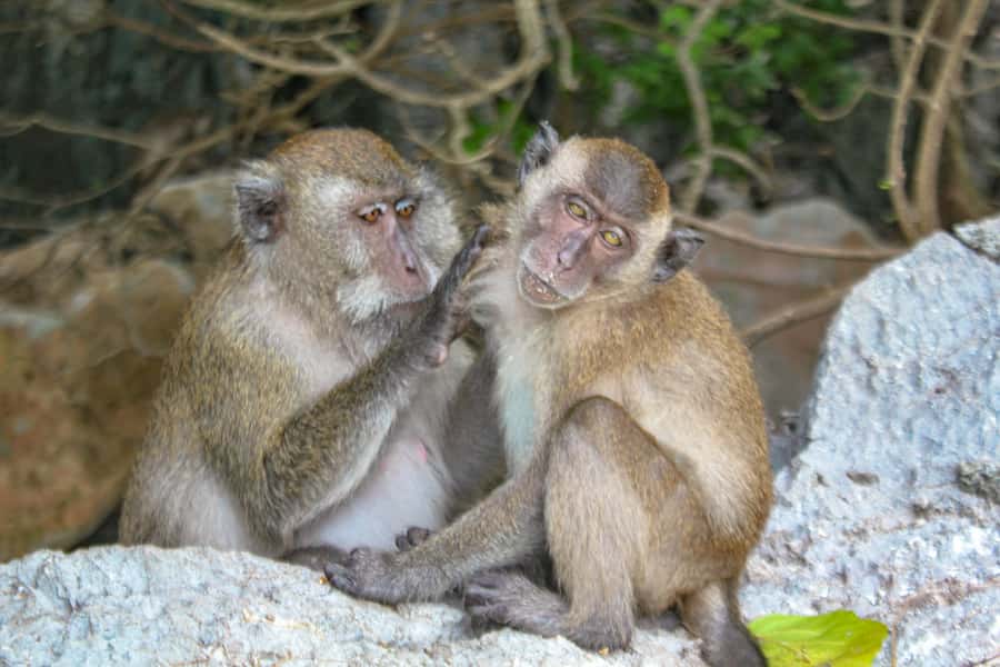 Phi Phi & Bamboo Islands: Premium Day Trip w/ Seaview Lunch - Viking Cave is a ten-minute look
