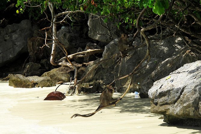 Phi Phi & Maya Bay Speedboat: All-Day Food & Choice of 3 Marinas - Phi Phi Don lunch stop