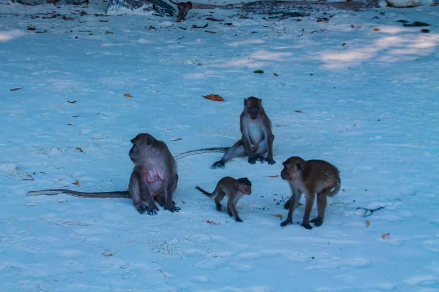 Phuket: Deluxe Phi Phi Tour by Speedboat & Lunch Buffet - Maya Bay is famous for good reason, but expect crowds