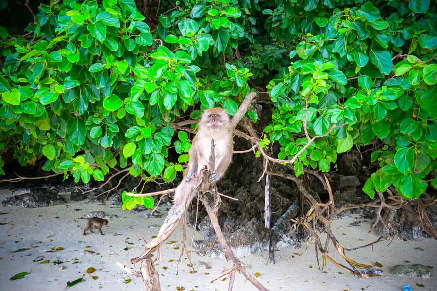 Phuket: Deluxe Phi Phi Tour by Speedboat & Lunch Buffet - The second Phi Phi Don swim stop