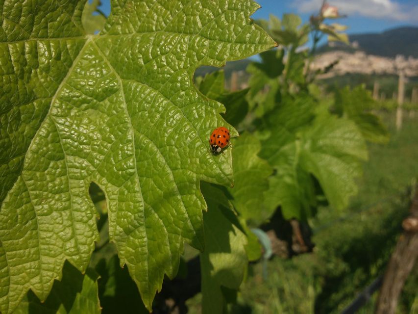 Pic nic Deluxe Assisi and wine tasting 5 wines - Following the map through vines and olive groves