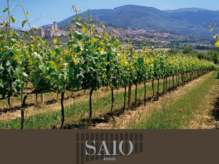 Pic nic Deluxe Assisi and wine tasting 5 wines - The view that makes lunch memorable