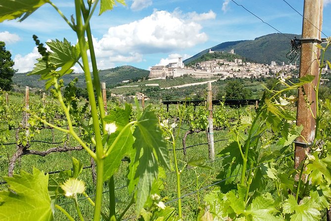 Pic nic Deluxe Assisi for 2 and wine tasting 5 wines - Key points to know before booking