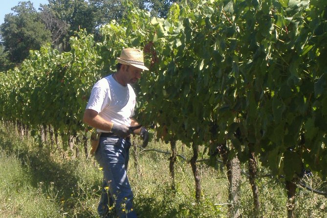 Pic nic Deluxe Assisi for 2 and wine tasting 5 wines - Picnic among vines, olives, and oaks