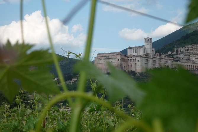 Pic nic Deluxe Assisi for 2 and wine tasting 5 wines - The self-guided vineyard walk