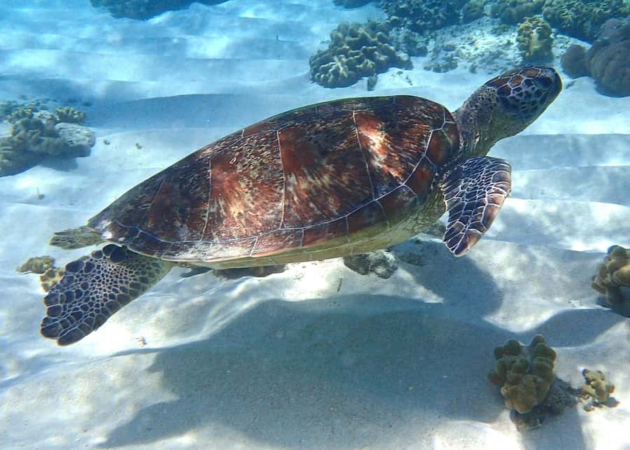 Port Douglas: Low Isles Afternoon Cruise on Luxury Catamaran - Key points to know before you book