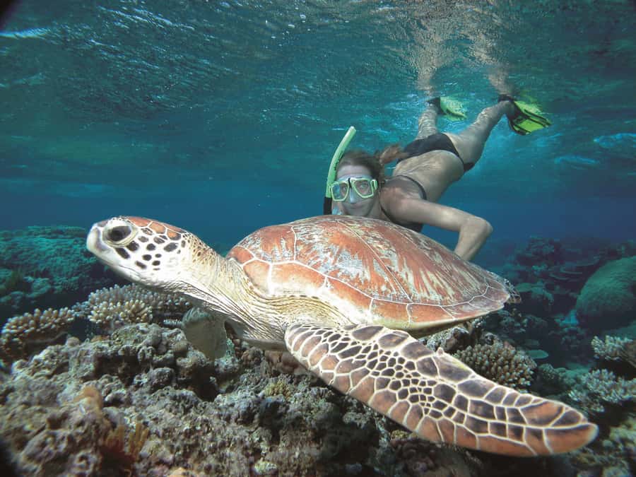 Port Douglas: Reef & Low Isles Cruise on Luxury Catamaran - The heritage walk adds a land-based pause