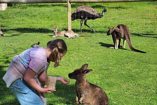 Premium Adelaide Hills Cleland Wildlife and Hahndorf Minibus Tour - Mount Lofty gives you the first wide view