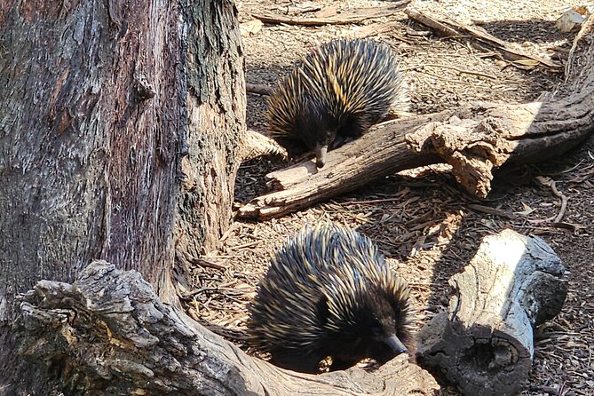 Premium Adelaide Hills Cleland Wildlife and Hahndorf Minibus Tour - Melba’s adds a sweet local stop