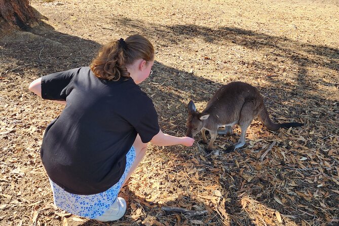 Premium Adelaide Hills Cleland Wildlife and Hahndorf Minibus Tour - The ride home completes the loop