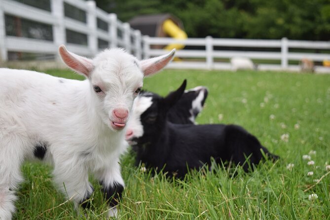Premium Amish Country Tour including Amish Farm and House - Who will enjoy this tour most?