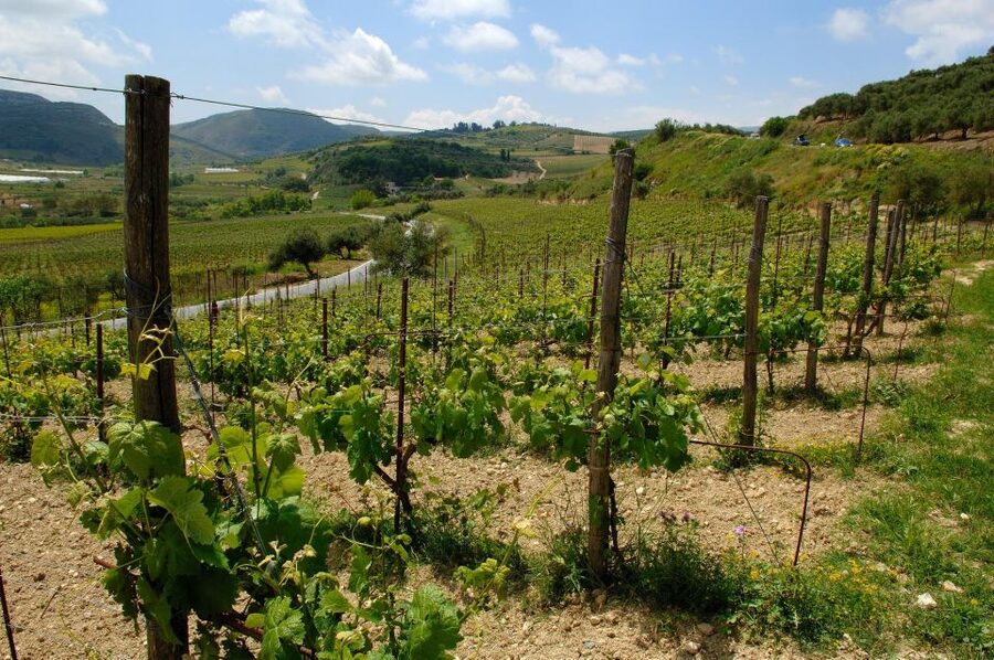 Premium Crete Olive oil tasting, Wine, Raki and Cretan food! - Key points at a glance