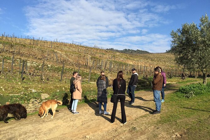 Premium Douro Valley Small-Group Tour, Wine Tasting, Lunch & Boat - Port at Quinta do Panascal