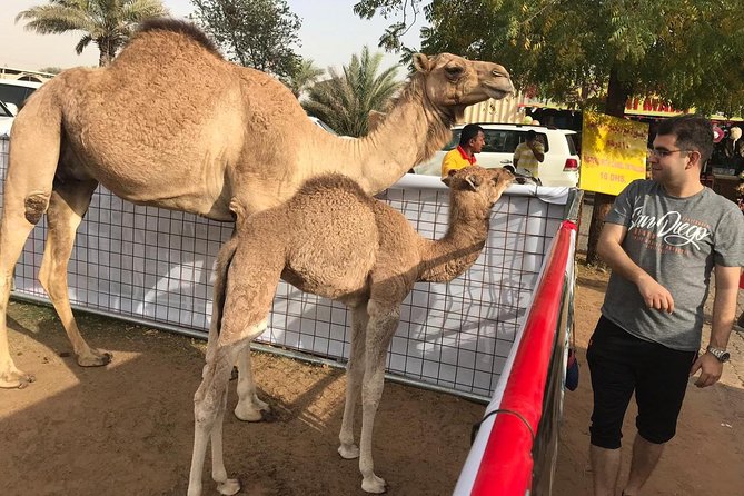 Premium Dubai Desert Safari and Quad Bike Ride - Who will get the most from this safari