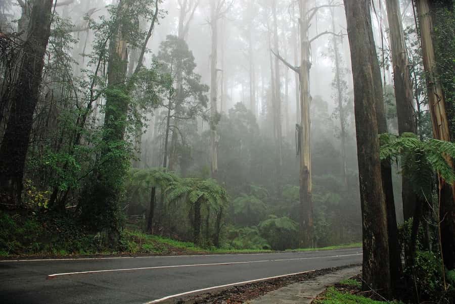 PREMIUM Great Ocean RD Tour REVRS-Luxry SML GRP-Hotel PickUP - Wildlife spotting is a real part of the day