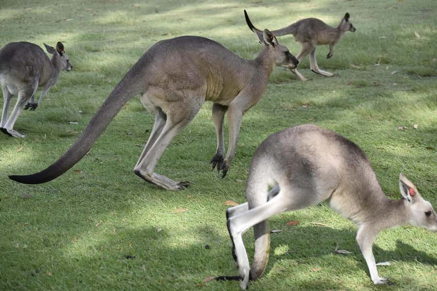 PREMIUM Great Ocean RD Tour REVRS-Luxry SML GRP-Hotel PickUP - Apollo Bay gives you a lunch break