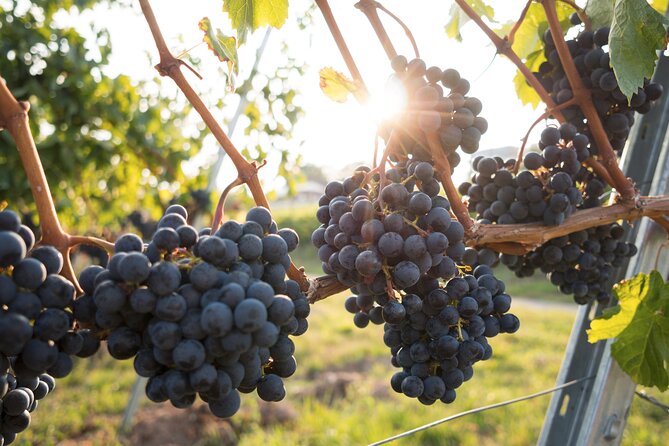 Premium Hunter Valley Wine Tour with Lunch from Sydney - How much time do you get at each stop?