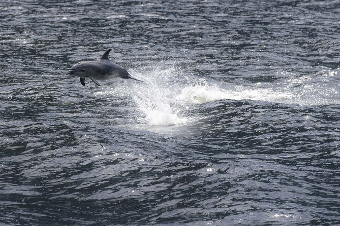 Premium Milford Sound Cruise Including Lunch - Lunch with local canapés and optional wine