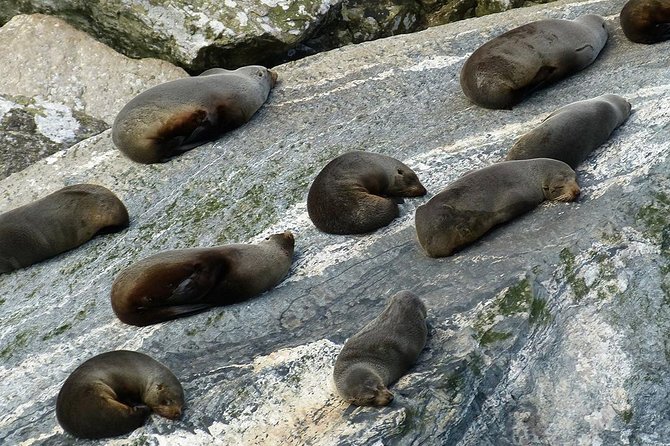 Premium Milford Sound Small Group Tour & Cruise from Queenstown - Lake Gunn and the Hollyford River add movement