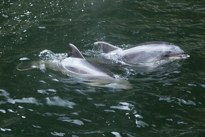 Premium Milford Sound Small Group Tour & Cruise from Queenstown - Darran Mountains and Kea country
