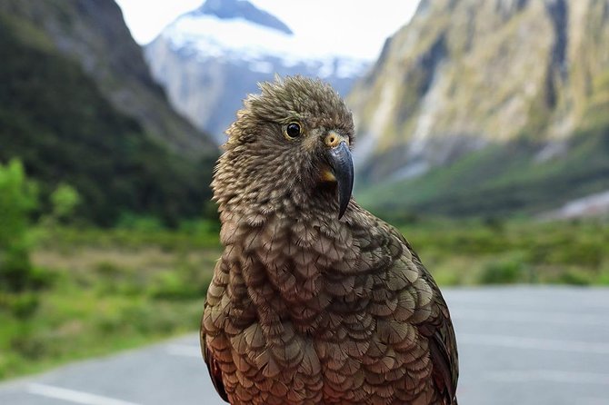 Premium Milford Sound Tour, Cruise & Lunch from Te Anau - Lake Gunn, Hollyford River, and Falls Creek